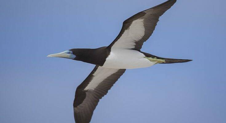 Bruine Gent / Brown Booby Sula leucogasterNatuur Nature vogels birds Aruba Bonaire Curacao ABC eilanden Islands Nederlandse Antillen Dutch Antilles