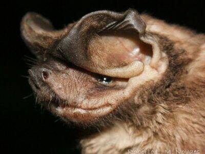 Aruba Bonaire Curacao ABC eilanden Islands Nederlandse Antillen Dutch Antilles Caribisch caribbeanHazenlipvleermuis / Bulldog Bat Noctilio leporinus