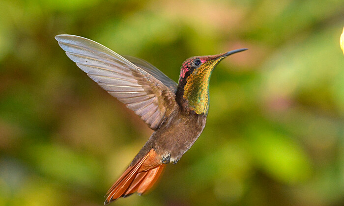 Rode kolibrie / ruby topaz hummingbird Chrysolampis mosquitus Natuur Nature vogels birds Aruba Bonaire Curacao ABC eilanden Islands Nederlandse Antillen Dutch Antilles