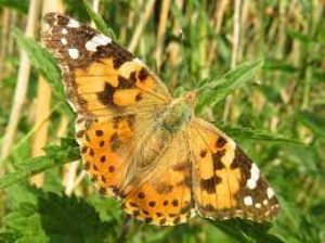 Distel vlinder / painted lady Vanessa cardui