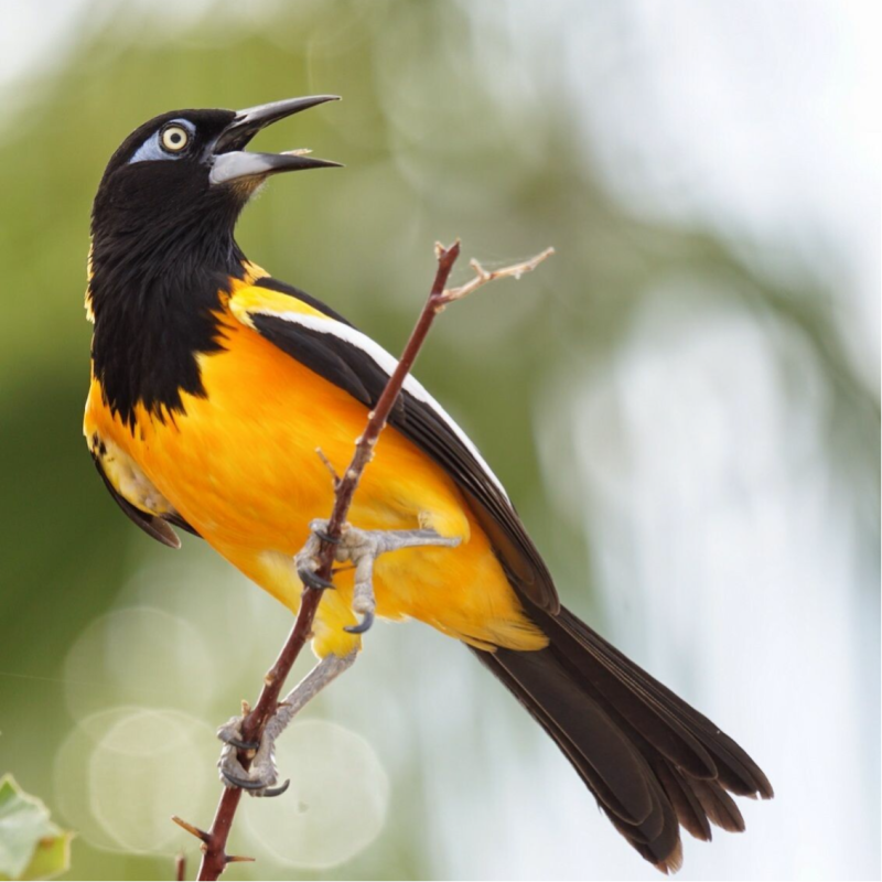 Oranje Troepiaal/Venezuelan troupial Icterus icterusNatuur Nature vogels birds Aruba Bonaire Curacao ABC eilanden Islands Nederlandse Antillen Dutch Antilles