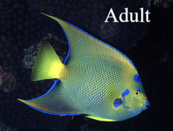Queen Angelfish Natuur Nature koraal coral underwater coral reef koraalrif Duiken diving Snorkelen snorkeling Aruba Bonaire Curacao ABC eilanden Islands Nederlandse Antillen Dutch Antilles caribbean reef fish tropische vissen