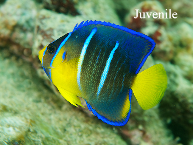 Queen Angelfish Aruba Bonaire Curacao ABC eilanden Islands Nederlandse Antillen Dutch Antilles Caribisch caribbean