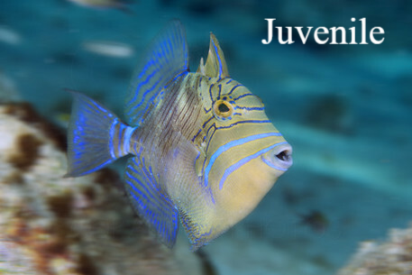 Natuur Nature koraal coral underwater coral reef koraalrif Duiken diving Snorkelen snorkeling Aruba Bonaire Curacao ABC eilanden Islands Nederlandse Antillen Dutch Antilles caribbean reef fish tropische vissen
