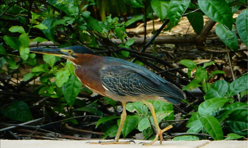 Groene Reiger/Green herron Butorides virescensNatuur Nature vogels birds Aruba Bonaire Curacao ABC eilanden Islands Nederlandse Antillen Dutch Antilles