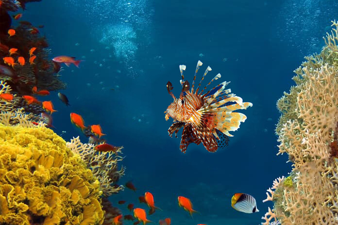 Duiken ArubaNatuur Nature koraal coral underwater coral reef koraalrif Duiken diving Snorkelen snorkeling Aruba Bonaire Curacao ABC eilanden Islands Nederlandse Antillen Dutch Antilles caribbean reef fish tropische vissen