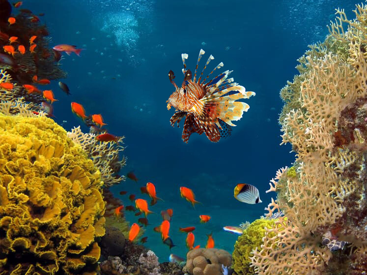 Bonaire duiken Natuur Nature koraal coral underwater coral reef koraalrif Duiken diving Snorkelen snorkeling Aruba Bonaire Curacao ABC eilanden Islands Nederlandse Antillen Dutch Antilles caribbean reef fish tropische vissen