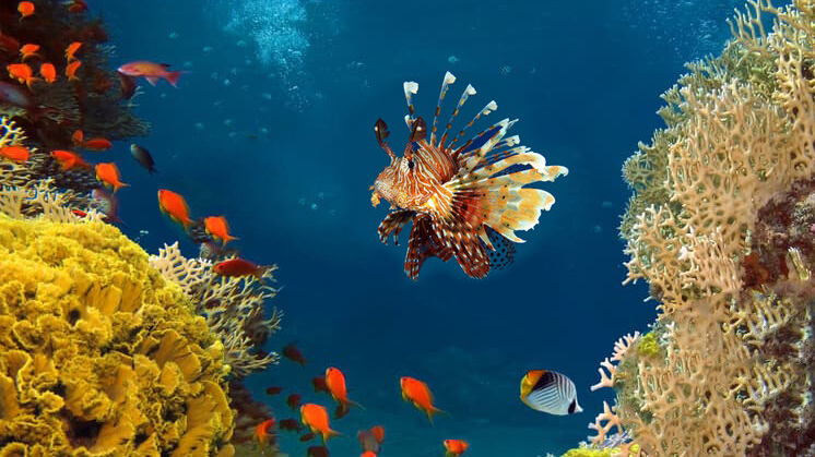 Duiken Curacao Natuur Nature koraal coral underwater coral reef koraalrif Duiken diving Snorkelen snorkeling Aruba Bonaire Curacao ABC eilanden Islands Nederlandse Antillen Dutch Antilles caribbean reef fish tropische vissen