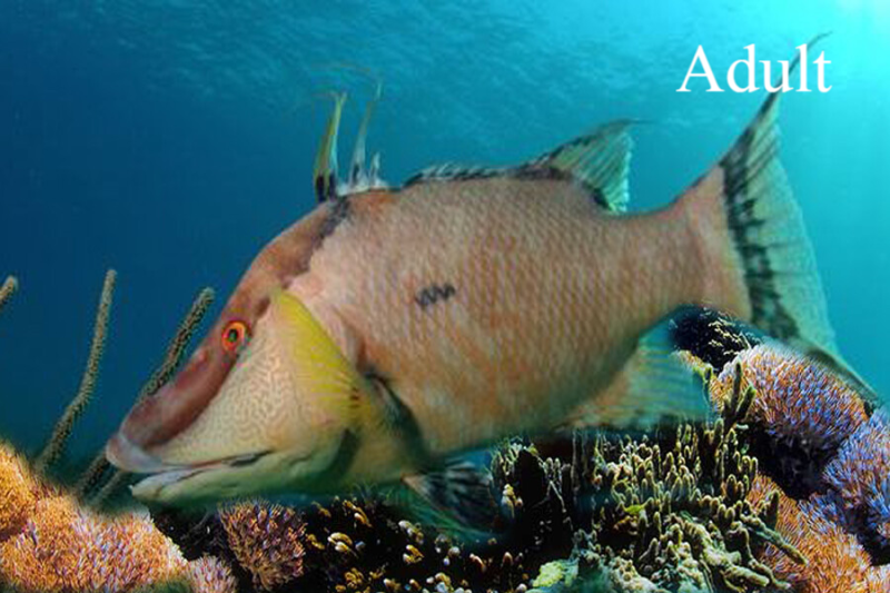 Spanish Hogfish (Lachnolaimus maximus) volwassen mature Curacao