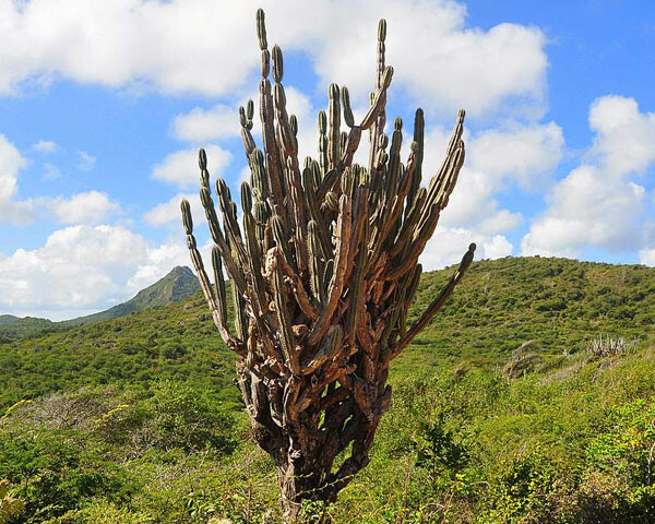 zuilcactus / Giant club cactus. Cereus repandusNatuur Nature cactus cacti Aruba Bonaire Curacao ABC eilanden Islands Nederlandse Antillen Dutch Antilles