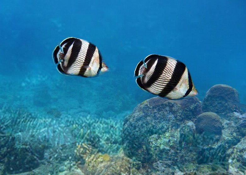 Koraalvlinders / Butterflyfish ChaetodontidaeNatuur Nature  koraal coral underwater coral reef koraalrif Duiken diving Snorkelen snorkeling Aruba Bonaire Curacao ABC eilanden Islands Nederlandse Antillen Dutch Antilles caribbean reef fish tropische vissen