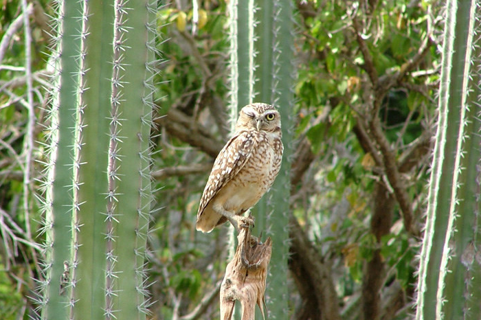Arubaanse holen uil /Shoco Athene cunicularia arubensis Arubaanse holen uil /Shoco Athene cunicularia arubensis Natuur Nature vogels birds Aruba Bonaire Curacao ABC eilanden Islands Nederlandse Antillen Dutch Antilles
