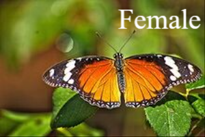 Hypolimnas missipus / Danaid eggfly