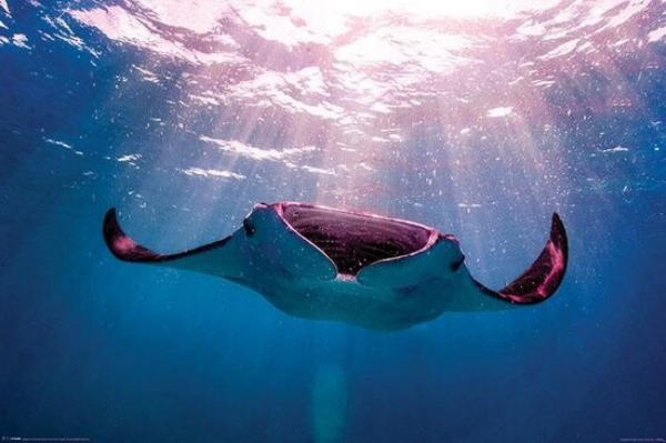 Reuzenmanta  Manta Ray Natuur Nature  koraal coral underwater coral reef koraalrif Duiken diving Snorkelen snorkeling Aruba Bonaire Curacao ABC eilanden Islands Nederlandse Antillen Dutch Antilles caribbean reef fish tropische vissen