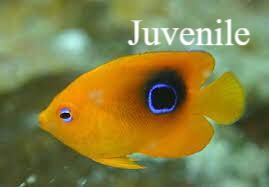 Rots schoonheid Natuur Nature koraal coral underwater coral reef koraalrif Duiken diving Snorkelen snorkeling Aruba Bonaire Curacao ABC eilanden Islands Nederlandse Antillen Dutch Antilles caribbean reef fish tropische vissen