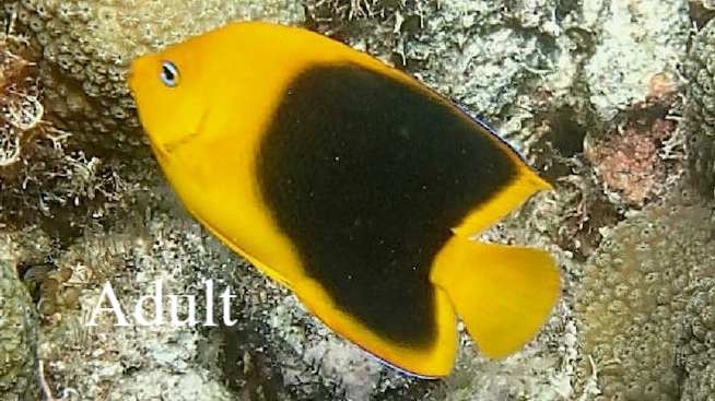 Rots schoonheid Rock BeautyNatuur Nature koraal coral underwater coral reef koraalrif Duiken diving Snorkelen snorkeling Aruba Bonaire Curacao ABC eilanden Islands Nederlandse Antillen Dutch Antilles caribbean reef fish tropische vissen