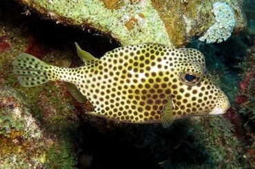 Koffervis / Trunk fish Ostraciidae Natuur Nature koraal coral underwater coral reef koraalrif Duiken diving Snorkelen snorkeling Aruba Bonaire Curacao ABC eilanden Islands Nederlandse Antillen Dutch Antilles caribbean reef fish tropische vissen