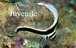Natuur Nature koraal coral underwater coral reef koraalrif Duiken diving Snorkelen snorkeling Aruba Bonaire Curacao ABC eilanden Islands Nederlandse Antillen Dutch Antilles caribbean reef fish tropische vissen