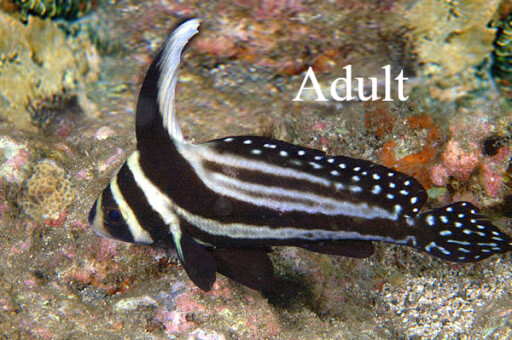 Gevlekte riddervis Natuur Nature koraal coral underwater coral reef koraalrif Duiken diving Snorkelen snorkeling Aruba Bonaire Curacao ABC eilanden Islands Nederlandse Antillen Dutch Antilles caribbean reef fish tropische vissen