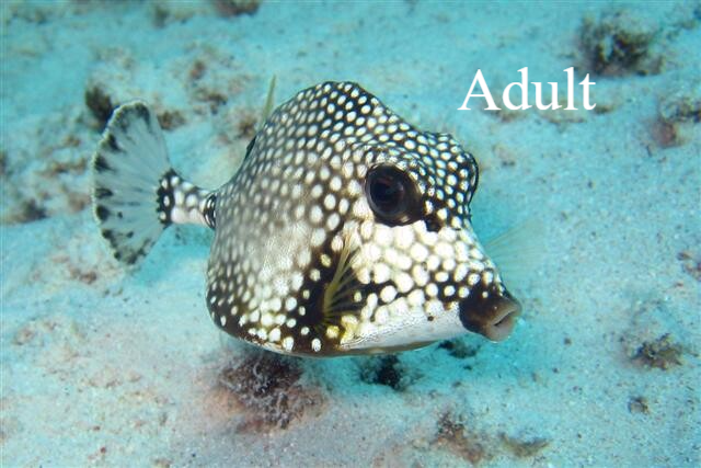 koffervisje trunkfish Natuur Nature koraal coral underwater coral reef koraalrif Duiken diving Snorkelen snorkeling Aruba Bonaire Curacao ABC eilanden Islands Nederlandse Antillen Dutch Antilles caribbean reef fish tropische vissen