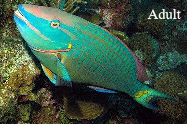 Stop light Parrotfish Natuur Nature koraal coral underwater coral reef koraalrif Duiken diving Snorkelen snorkeling Aruba Bonaire Curacao ABC eilanden Islands Nederlandse Antillen Dutch Antilles caribbean reef fish tropische vissen