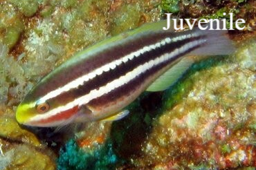 striped Parrot fish Natuur Nature koraal coral underwater coral reef koraalrif Duiken diving Snorkelen snorkeling Aruba Bonaire Curacao ABC eilanden Islands Nederlandse Antillen Dutch Antilles caribbean reef fish tropische vissen