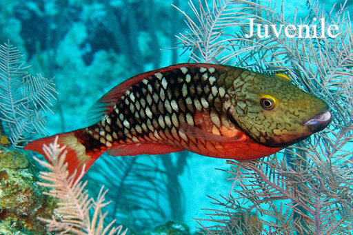 Stop light Parrotfish Natuur Nature koraal coral underwater coral reef koraalrif Duiken diving Snorkelen snorkeling Aruba Bonaire Curacao ABC eilanden Islands Nederlandse Antillen Dutch Antilles caribbean reef fish tropische vissen