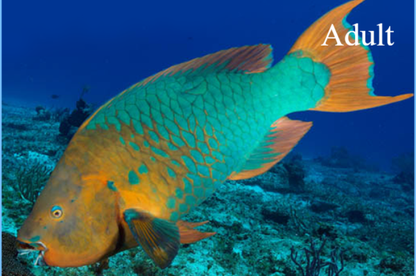 Rainbow parrot fishNatuur Nature koraal coral underwater coral reef koraalrif Duiken diving Snorkelen snorkeling Aruba Bonaire Curacao ABC eilanden Islands Nederlandse Antillen Dutch Antilles caribbean reef fish tropische vissen