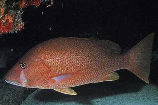 Natuur Nature koraal coral underwater coral reef koraalrif Duiken diving Snorkelen snorkeling Aruba Bonaire Curacao ABC eilanden Islands Nederlandse Antillen Dutch Antilles caribbean reef fish tropische vissen