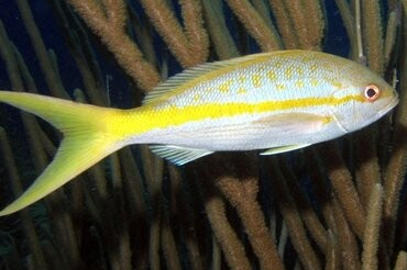 Natuur Nature koraal coral underwater coral reef koraalrif Duiken diving Snorkelen snorkeling Aruba Bonaire Curacao ABC eilanden Islands Nederlandse Antillen Dutch Antilles caribbean reef fish tropische vissen