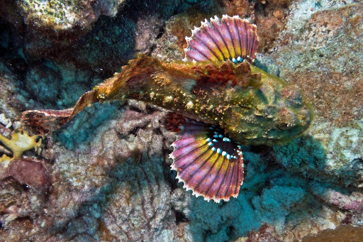 Natuur Nature koraal coral underwater coral reef koraalrif Duiken diving Snorkelen snorkeling Aruba Bonaire Curacao ABC eilanden Islands Nederlandse Antillen Dutch Antilles caribbean reef fish tropische vissen