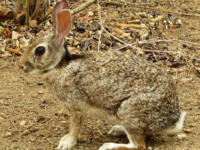 zoogdieren mammals Aruba Bonaire Curacao ABC eilanden Islands Nederlandse Antillen Dutch Antilles Caraïben Curaçaos konijn / Curaçao Hare / Konenchi Sylvilagus