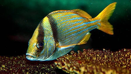 Natuur Nature koraal coral underwater coral reef koraalrif Duiken diving Snorkelen snorkeling Aruba Bonaire Curacao ABC eilanden Islands Nederlandse Antillen Dutch Antilles caribbean reef fish tropische vissen