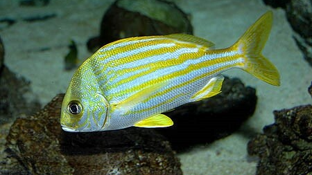 Natuur Nature koraal coral underwater coral reef koraalrif Duiken diving Snorkelen snorkeling Aruba Bonaire Curacao ABC eilanden Islands Nederlandse Antillen Dutch Antilles caribbean reef fish tropische vissen