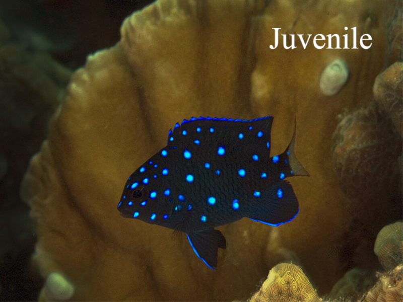 Koraaljuweel / Yellowfin damselfish Natuur Nature  koraal coral underwater coral reef koraalrif Duiken diving Snorkelen snorkeling Aruba Bonaire Curacao ABC eilanden Islands Nederlandse Antillen Dutch Antilles caribbean reef fish tropische vissen