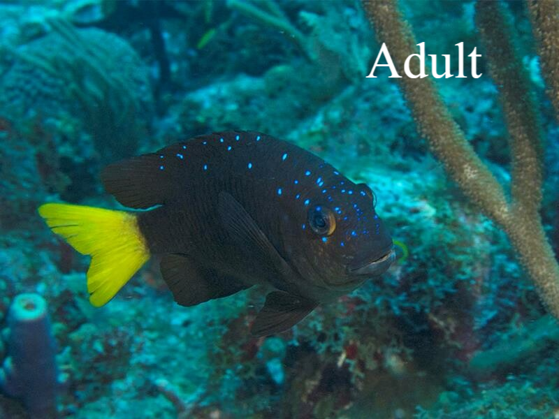 Koraaljuweel / Yellowfin damselfish Natuur Nature koraal coral underwater coral reef koraalrif Duiken diving Snorkelen snorkeling Aruba Bonaire Curacao ABC eilanden Islands Nederlandse Antillen Dutch Antilles caribbean reef fish tropische vissen