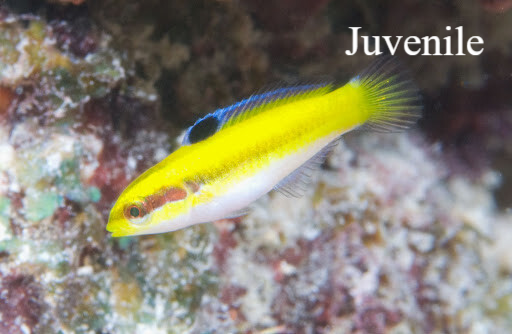Blauwkop lipvis / Bluehead WrasseNatuur Nature koraal coral underwater coral reef koraalrif Duiken diving Snorkelen snorkeling Aruba Bonaire Curacao ABC eilanden Islands Nederlandse Antillen Dutch Antilles caribbean reef fish tropische vissen