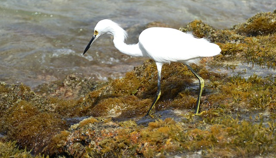 Great egret (Ardea alba) Grote zilverreiger