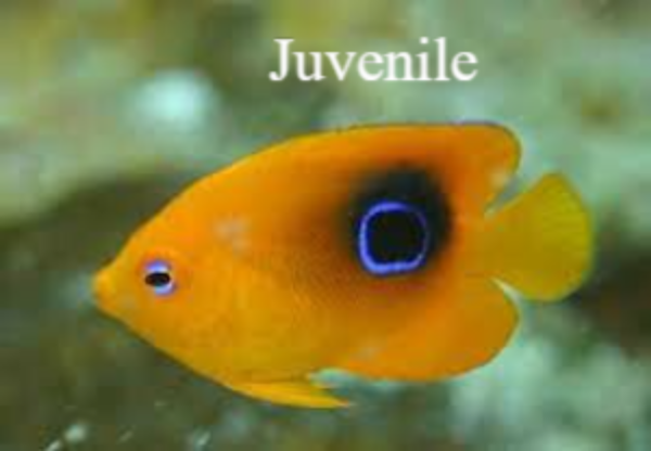 Rots schoonheid / Rock beauty Holacanthus tricolorNatuur Nature  koraal coral underwater coral reef koraalrif Duiken diving Snorkelen snorkeling Aruba Bonaire Curacao ABC eilanden Islands Nederlandse Antillen Dutch Antilles caribbean reef fish tropische v