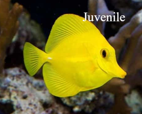 Blauwe doktersvis / Blue Tang / Surgeonfish