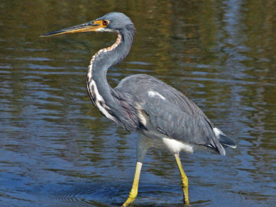 Tricolored heron Egretta tricolor WITBUIKREIGE CURACAO BONAIRE ARUBA