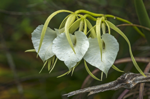lady of the night Brassavola Nodosa Orchidee Curacao