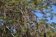 peulen van de Flamboyán /Flamboyant Tree (Delonix regia) Curacao