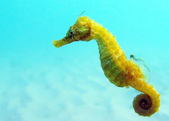 Seahorse (Hippocampus spp.) Curacao