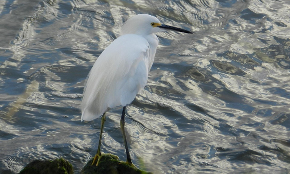 Snowy Egret (Egretta thula) kleine zilverreiger
