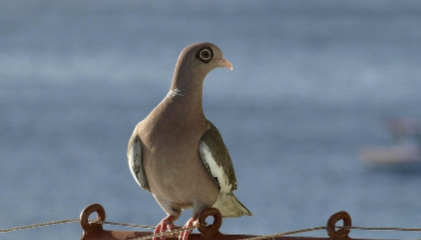 birds dove vogel duif naaktoogduif bare eyed PigeonCuracao Bonaire Aruba
