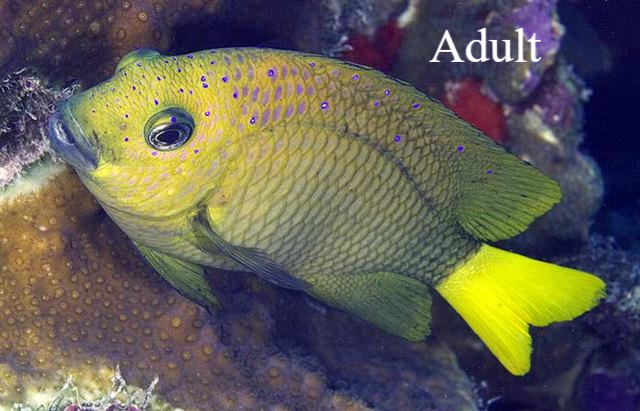 Koraaljuweel / Yellowfin damselfish Natuur Nature  koraal coral underwater coral reef koraalrif Duiken diving Snorkelen snorkeling Aruba Bonaire Curacao ABC eilanden Islands Nederlandse Antillen Dutch Antilles caribbean reef fish tropische vissen