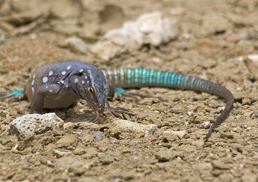 de blauw blauw van de ABC eilanden