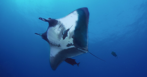 Reuzenmanta Manta Ray Natuur Nature koraal coral underwater coral reef koraalrif Duiken diving Snorkelen snorkeling Aruba Bonaire Curacao ABC eilanden Islands Nederlandse Antillen Dutch Antilles caribbean reef fish tropische vissen
