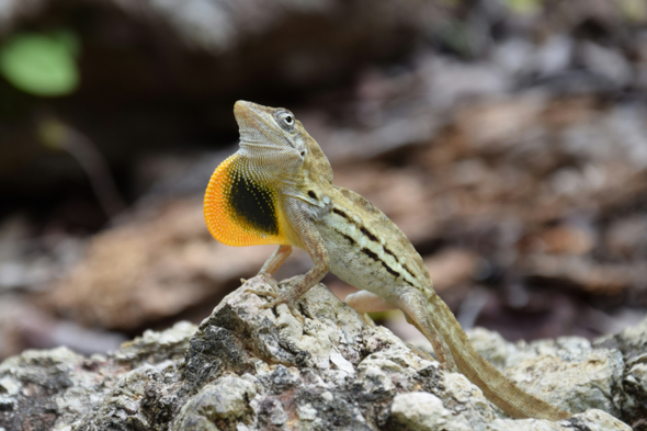 Anolis (Anolis lineatus) Curacao mannetje
